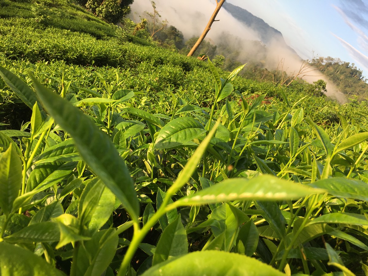 Tender handpicked tea bud